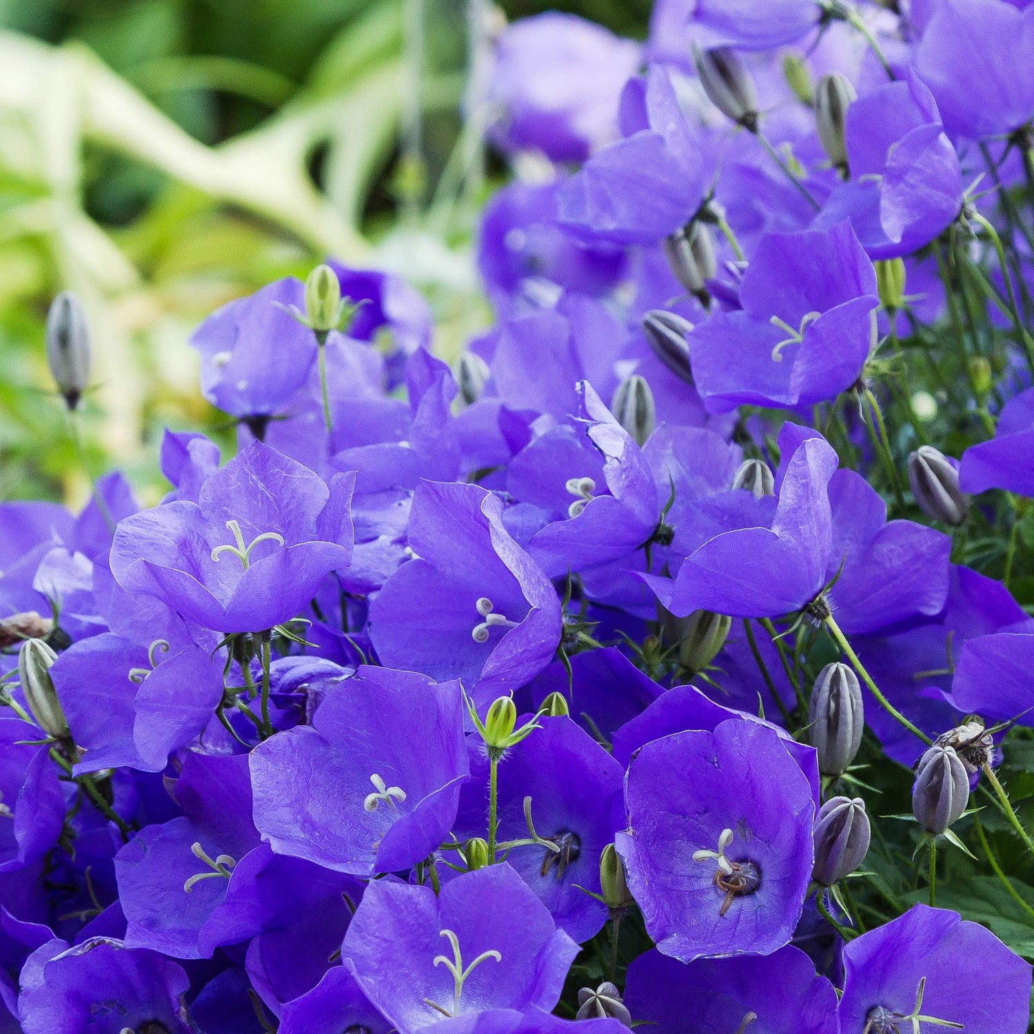 Brantwood Bellflower – Campanula latifolia – for planting in cottage garden