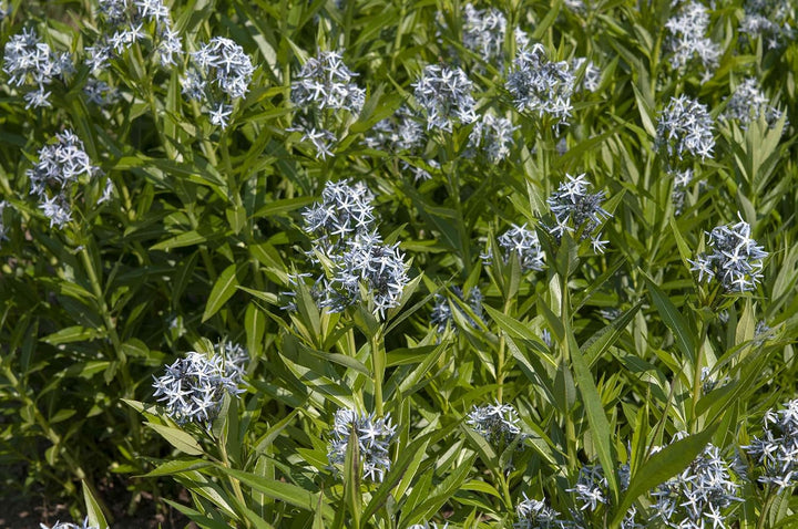 Amsonia Hubrichtii Flower Seeds for Planting ,Heirloom Seeds