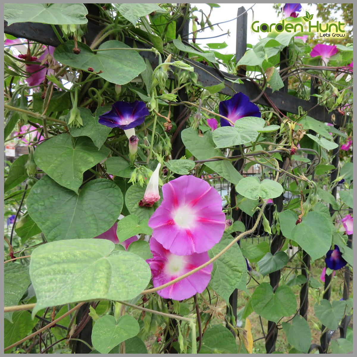 beach morning glory seeds Beach Morning Glory Seeds – Plant Ipomoea pes-caprae – Dharaseeds