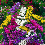 Statice Fortress Mix for planting