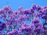 Purple Jacaranda Flower Seeds for Planting - NON GMO Seeds Dhara Seeds