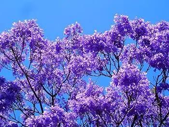 Purple Jacaranda Flower Seeds for Planting - NON GMO Seeds Dhara Seeds