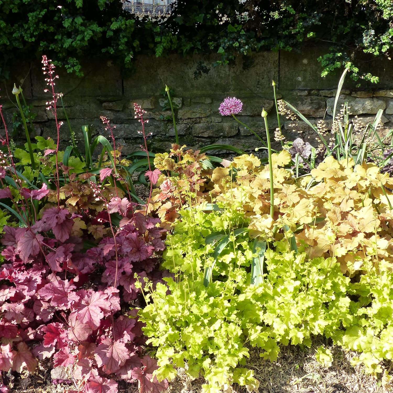 Coral Bells Seeds