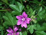 Mallow Flower Seeds for Planting - NON GMO Seeds Dhara Seeds