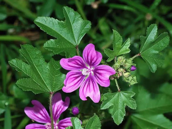 Mallow Flower Seeds for Planting - NON GMO Seeds Dhara Seeds