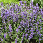 Catmint Nepeta Mussinii blue flower seed for garden planting