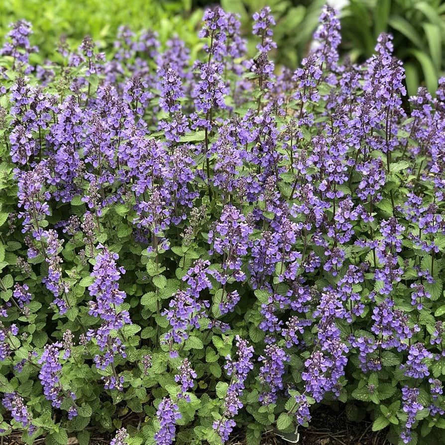 Catmint Nepeta Mussinii blue flower seed for garden planting