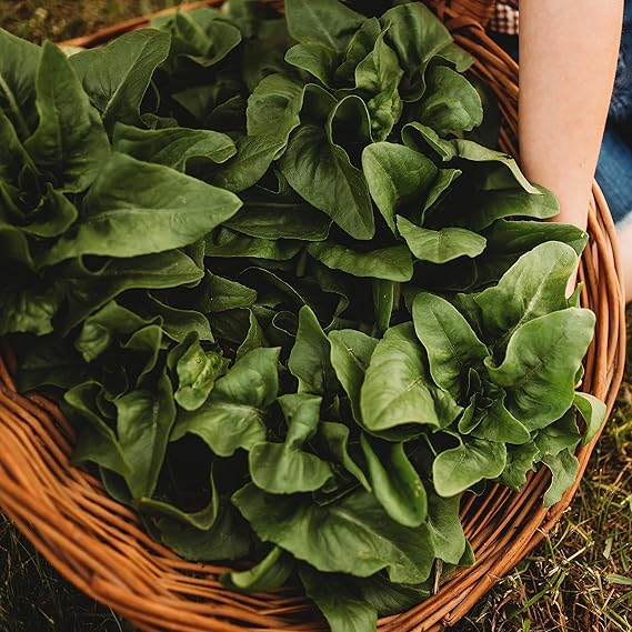 Lettuce Lactuca sativa vegetable seeds for planting in kitchen garden or raised backyard beds