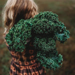 Kale Brassica oleracea for planting in vegetable patch