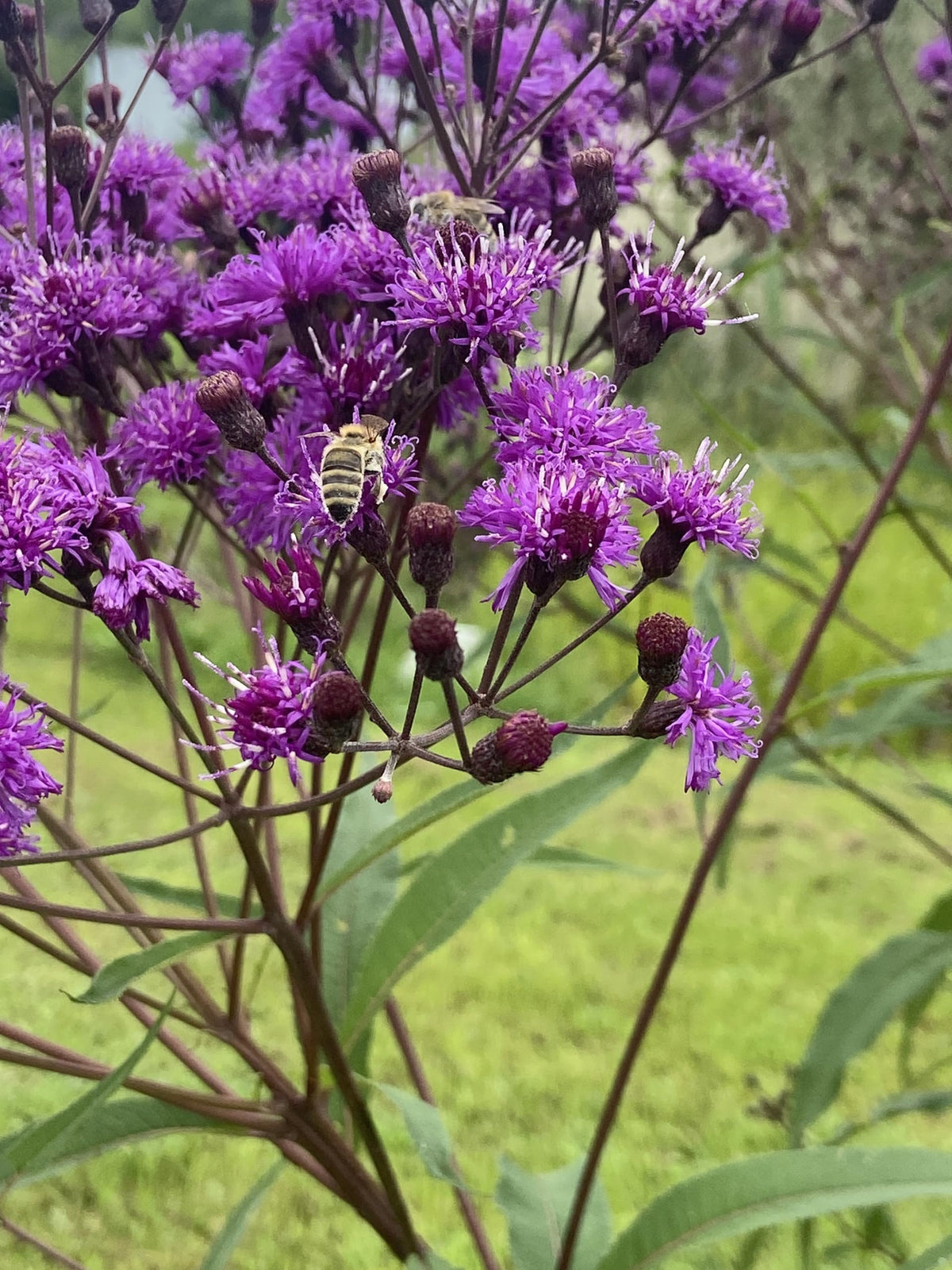 Common Ironweed Vernonia noveboracensis Seeds for Planting Wildflower Meadow Bee Garden
