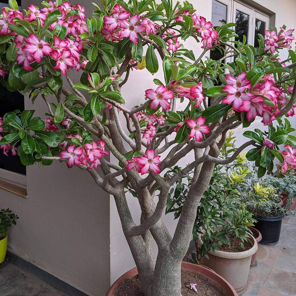 Desert Rose Adenium Obesum Formaldehyde-Absorbing Flower Seeds for Planting – Suitable for Bonsai and Indoor Air Purifying Use