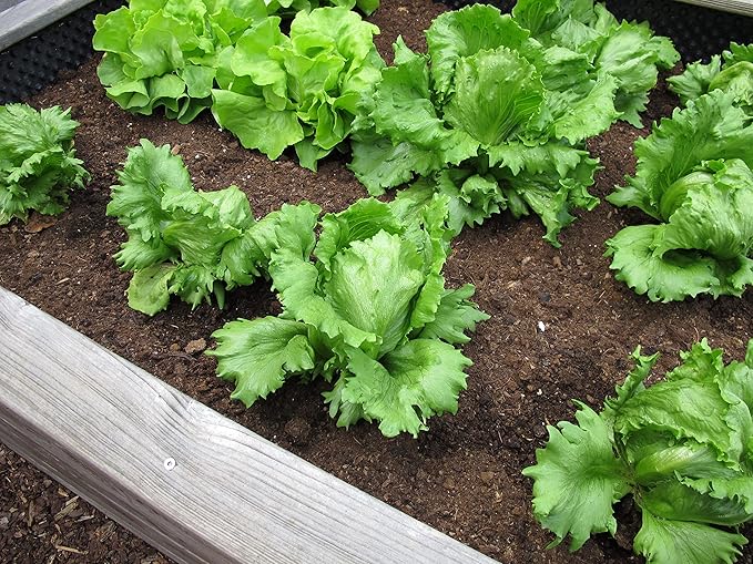 Lettuce Lactuca sativa Iceberg vegetable seeds for planting in kitchen garden or backyard raised beds