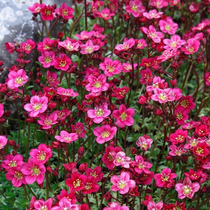 Rose Saxifraga Arendsii Flower Seeds for Rock Garden and Groundcover Planting