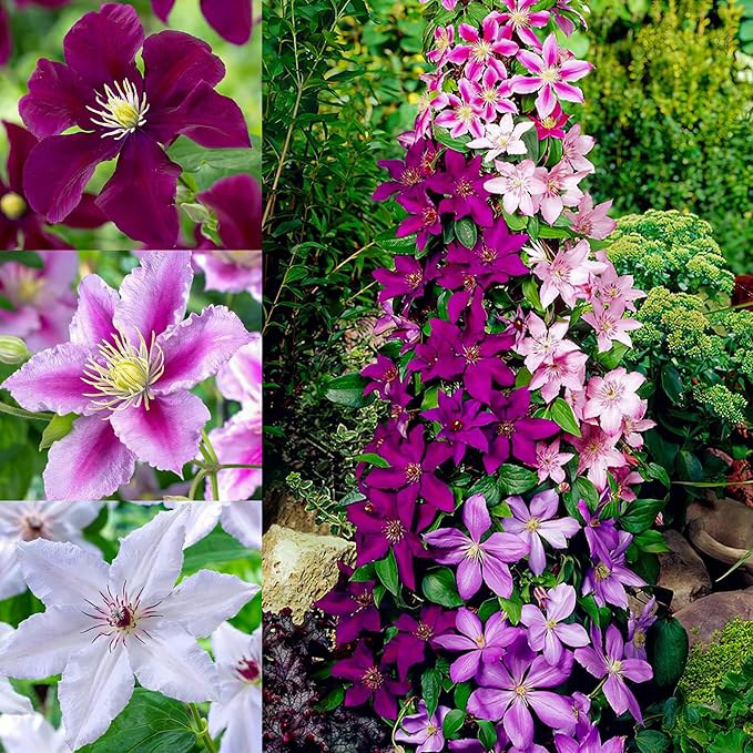 Clematis Clematis spp. Flower Seeds for Planting in Flower Bed & Garden