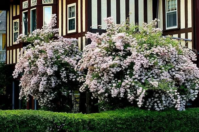 Pink Kolkwitzia Flower Seeds for Planting, NON GMO Seeds Dhara Seeds