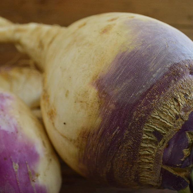 organic-sweet-purple-top-rutabaga-root-vegetable-seeds

