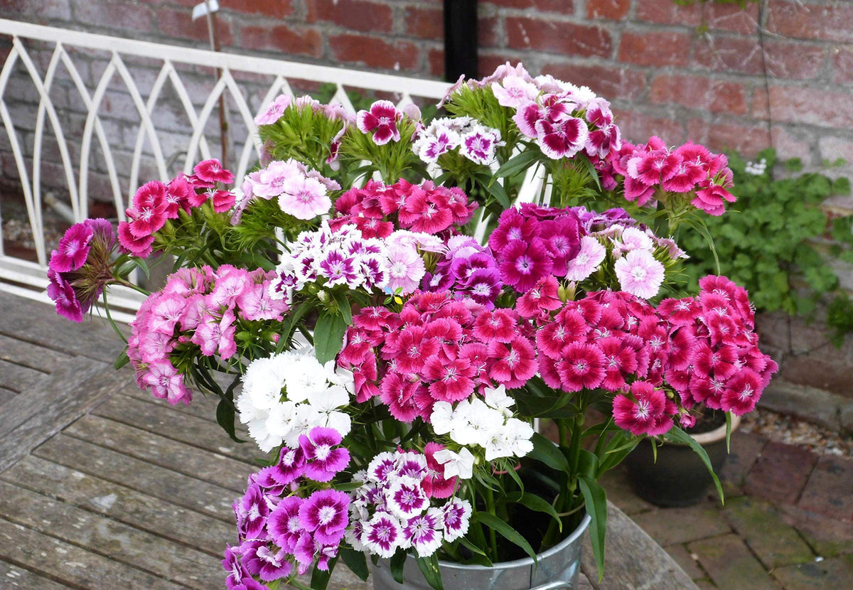 Rainbow Dianthus Barbatus Flower Seeds for Colorful Garden and Balcony Planting