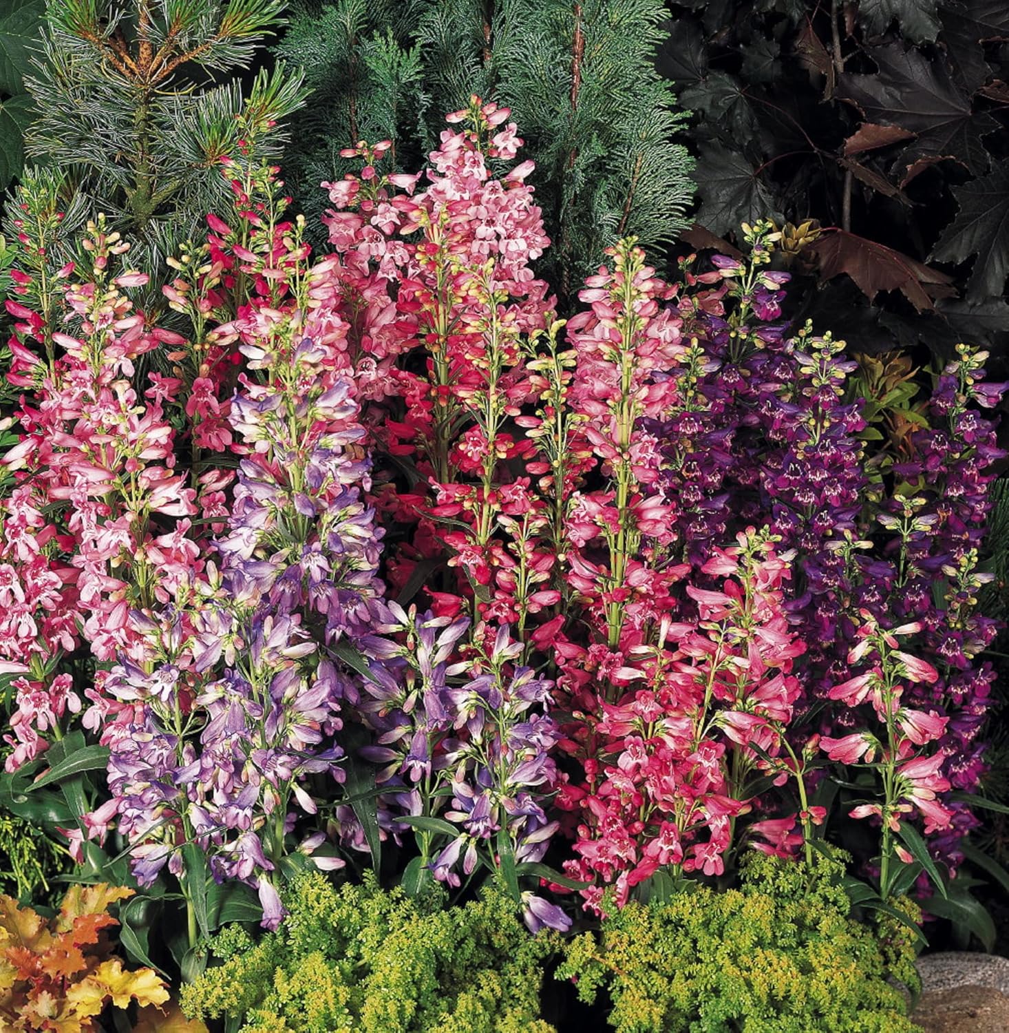 Twizzle Mix Penstemon Seeds