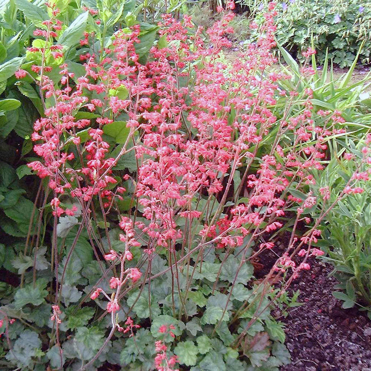 Firefly Coral Bells (Heuchera) seeds for planting in home garden
