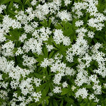Sweet Woodruff Galium odoratum seeds for herb gardens