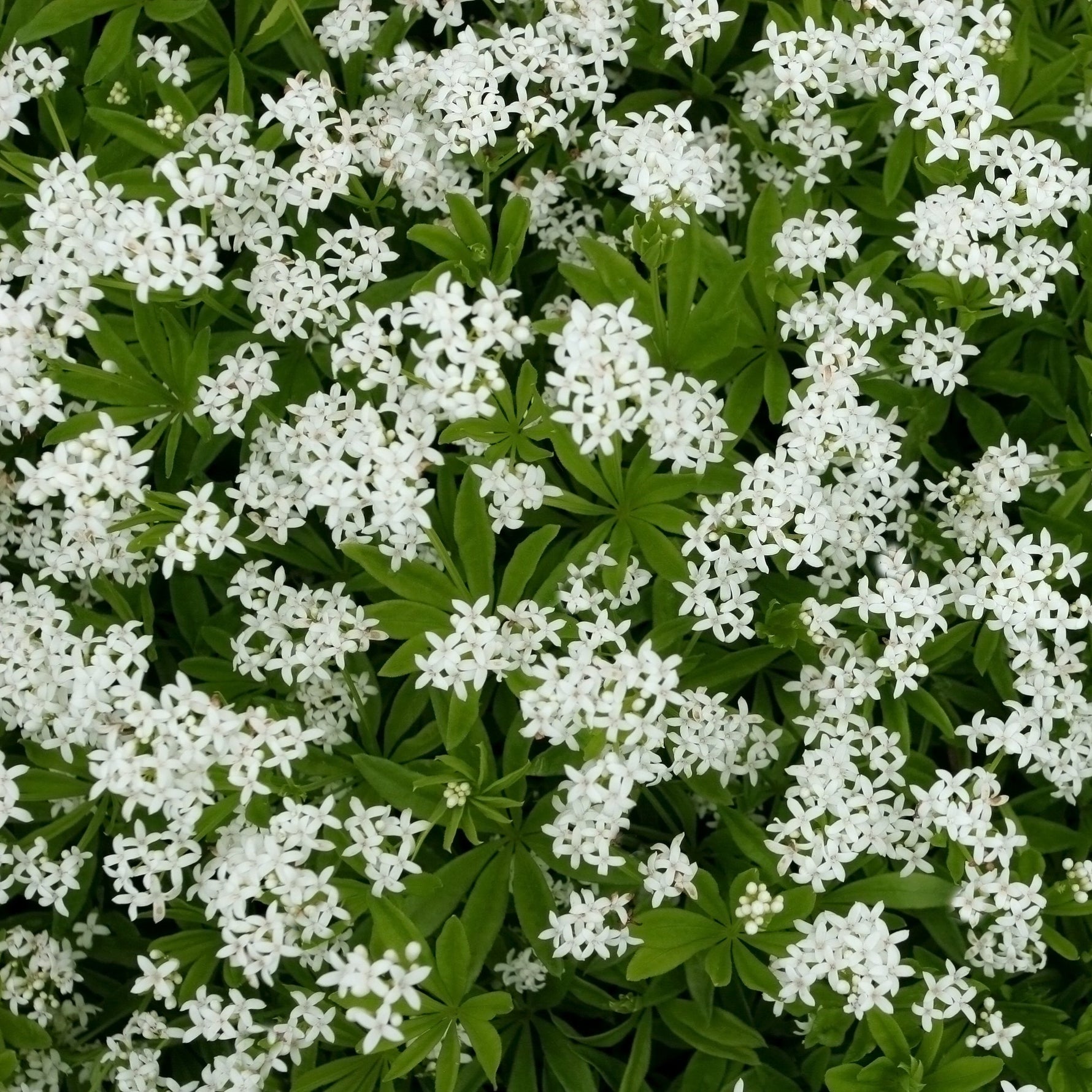 Sweet Woodruff Galium odoratum seeds for herb gardens