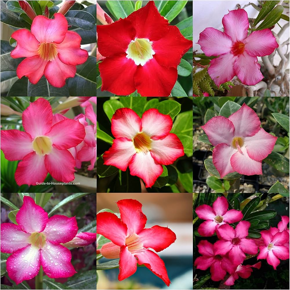 Mixed Color White Red Yellow Pink Desert Rose Seeds for Planting – Heirloom, Non-GMO