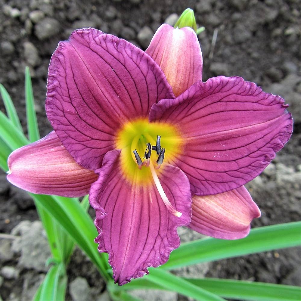 Hemerocallis Purple dOro