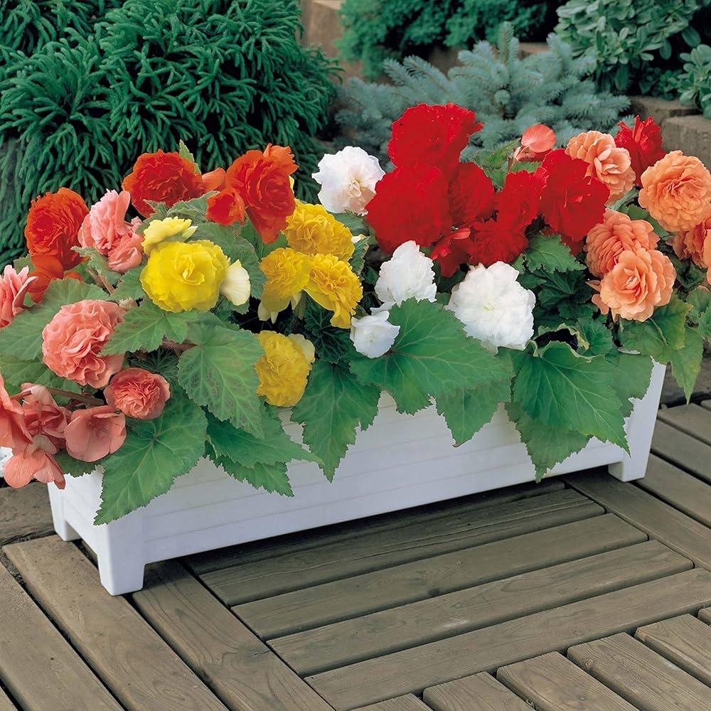 Begonia Begonia spp. Seeds for Planting - Ideal for Flower Bed & Home Garden