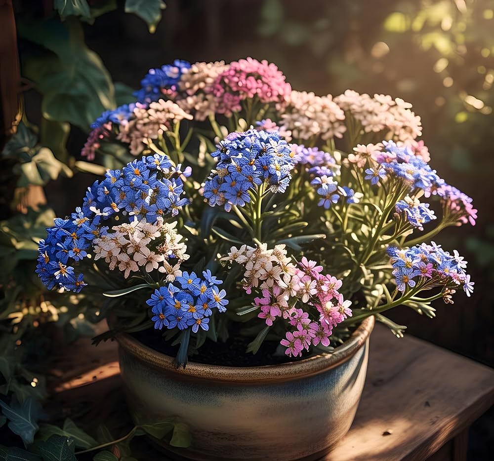 Starry Flowers (No Scientific Name) Seeds for Planting for Flower Bed and Urban Garden