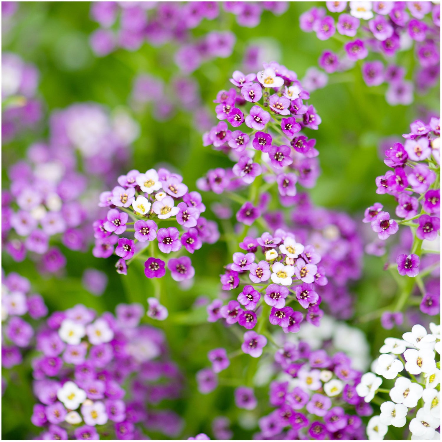 Alyssum Lobularia Maritima Dwarf Pink Sweet Herb Seeds for Planting