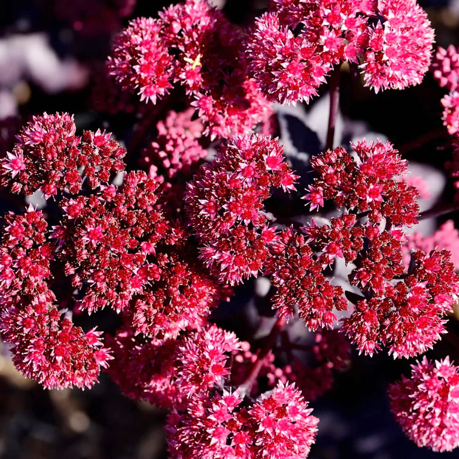 Red Moss Sedum album flower seeds for planting in rock gardens and indoor succulent trays