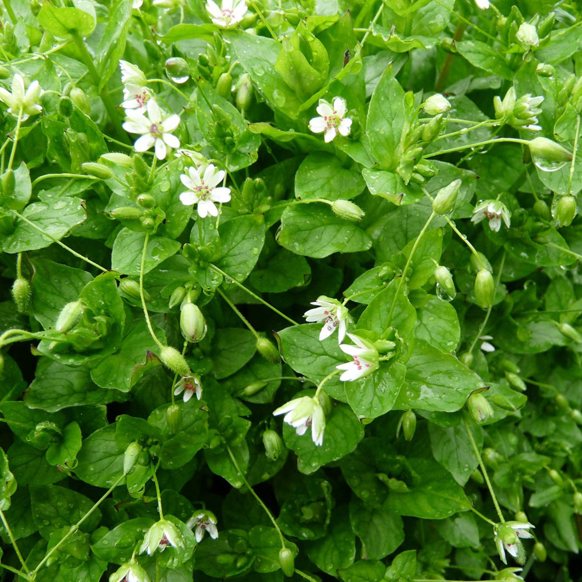Chickweed Stellaria media Seeds for Planting in Herbal Garden