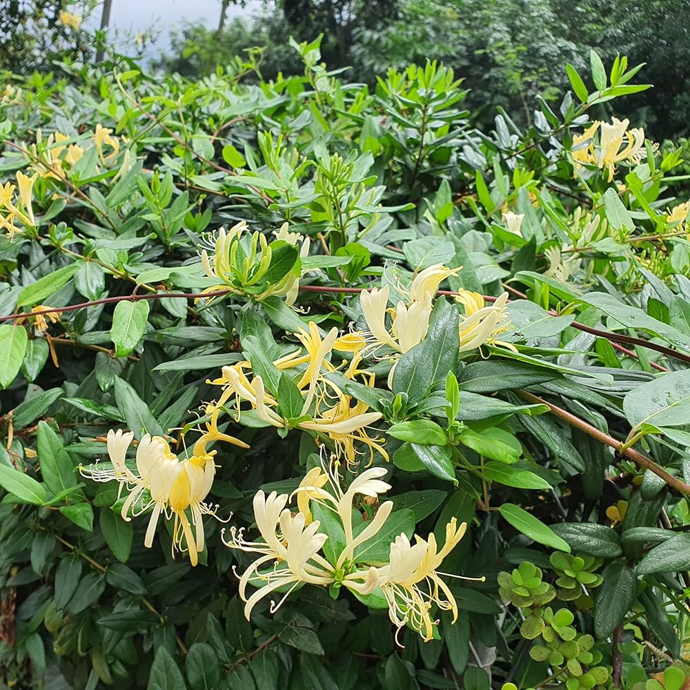 Himalayan Honeysuckle Bush Seeds - + Pieces, Uncommon Fast-Growing Flowers for Unique Gardens