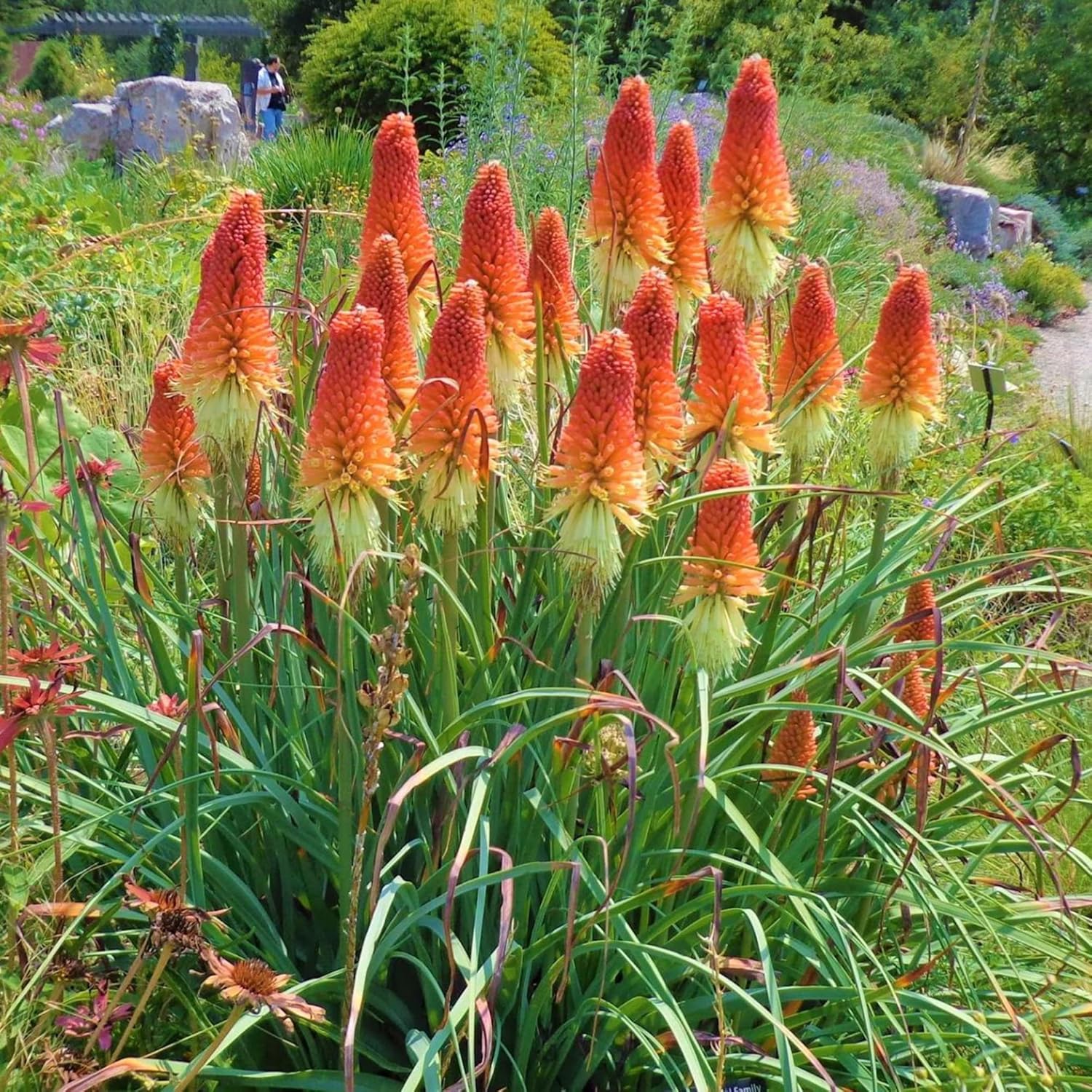 Red Hot Poker Seeds