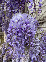 Wisteria Vine Flower Seeds for Planting - NON GMO Seeds Dhara Seeds