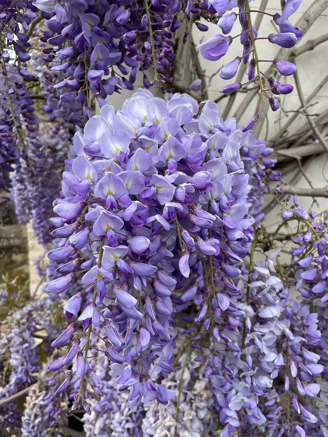 Wisteria Vine Flower Seeds for Planting - NON GMO Seeds Dhara Seeds