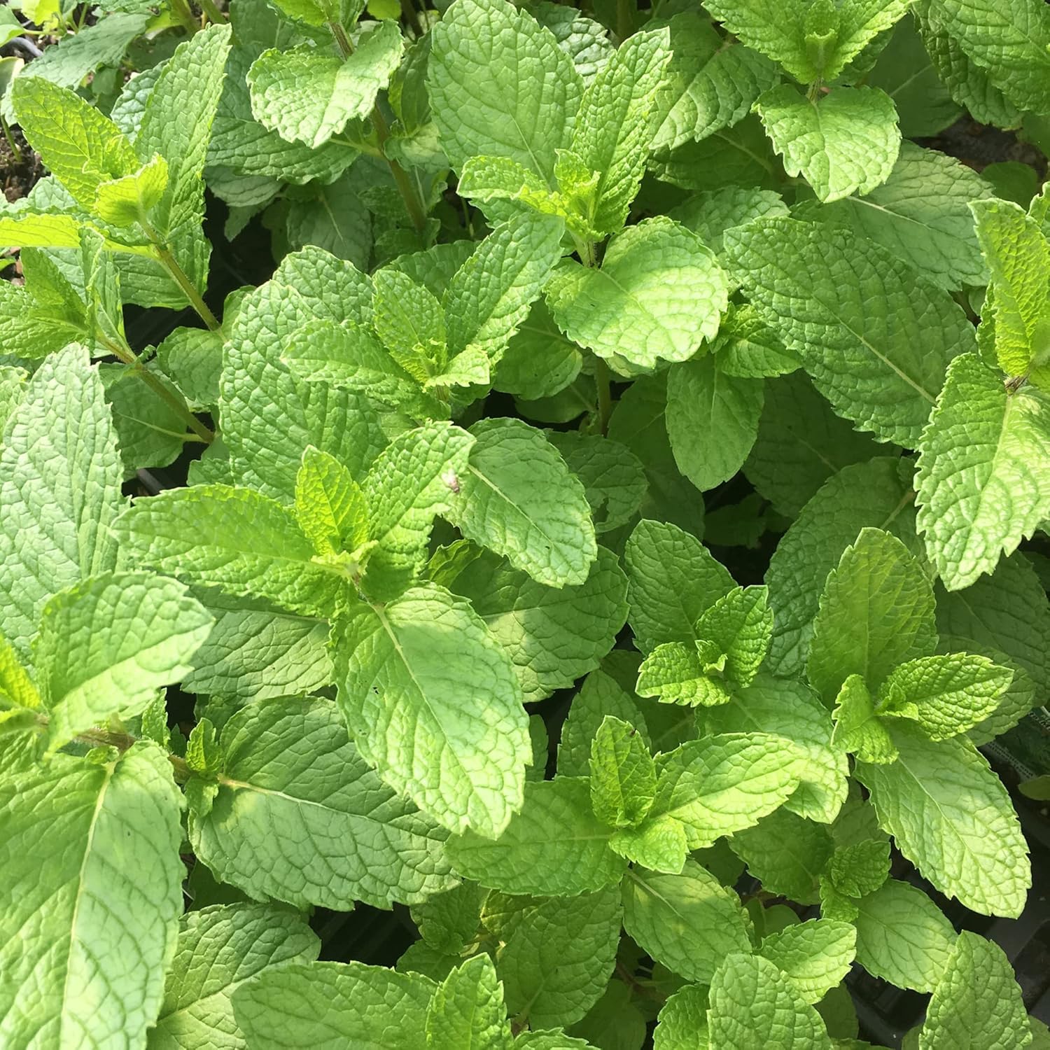 Mojito Mint Seeds Perennial Herb