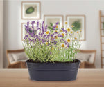 Chamomile Flower Matricaria chamomilla for planting in flower bed