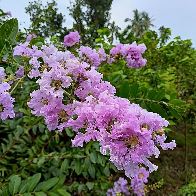 TriStar Plants - Crape Myrtle Muskogee