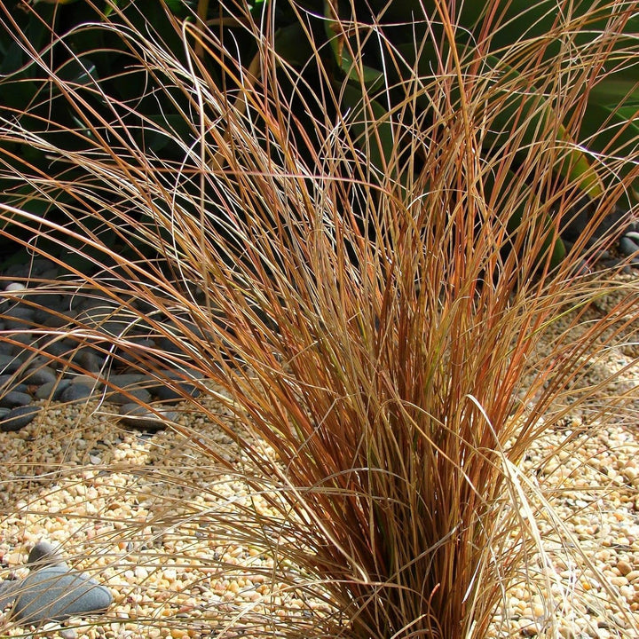 Organic Carex Comans Plant Seeds for Planting – Heirloom, Non-GMO