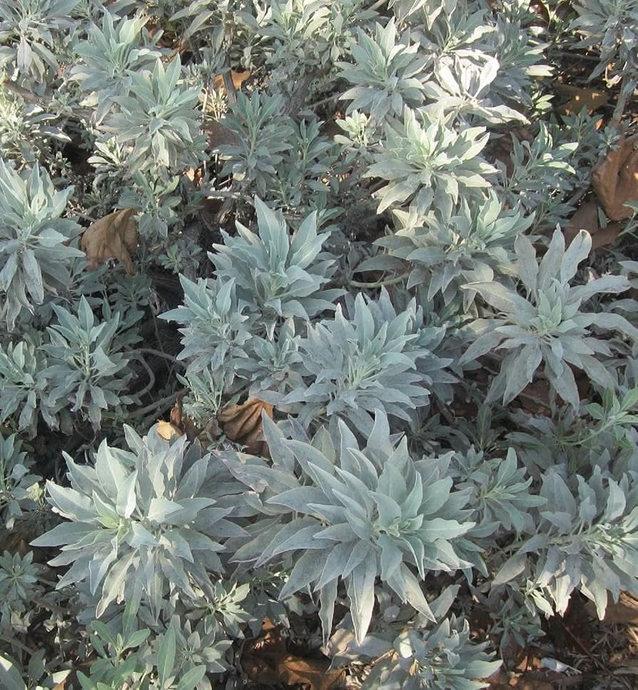 White Sage Magic seeds germinating into aromatic silvery-white herbaceous plants traditionally used for cleansing and spiritual rituals