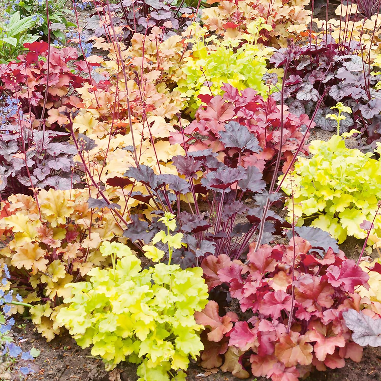 Coral Bells Seeds