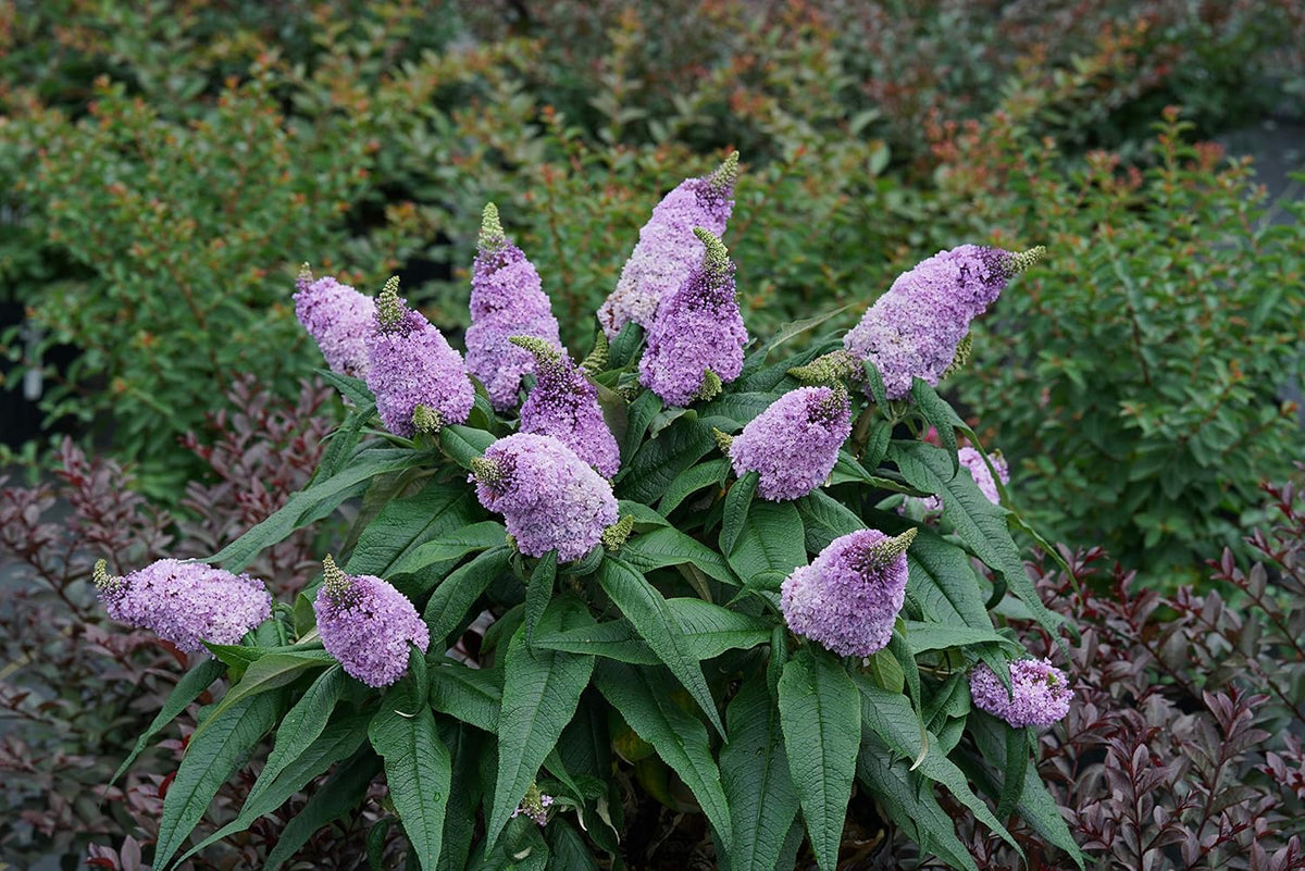 Bush Buddleia Flower Seeds for Planting - 100 seeds for planting in home garden