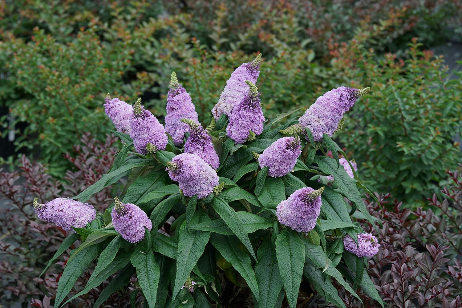 Bush Buddleia Flower Seeds for Planting - 100 seeds for planting in home garden