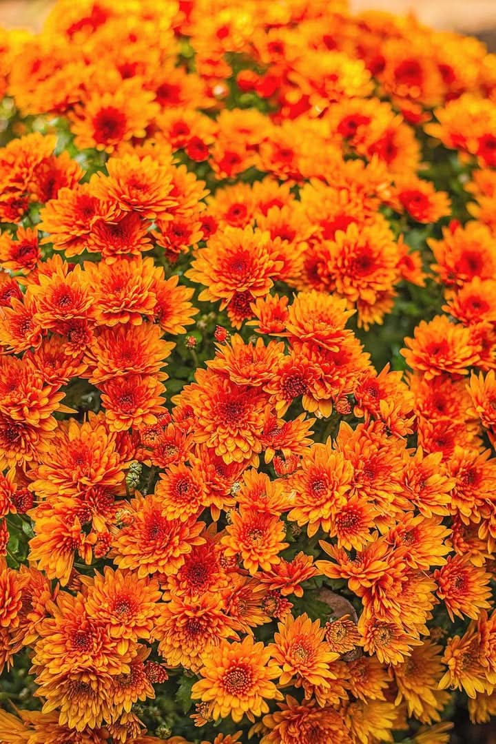 Chrysanthemum Flower Seeds for Planting