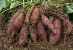 Giant sweet potato Ipomoea batatas vegetable seeds