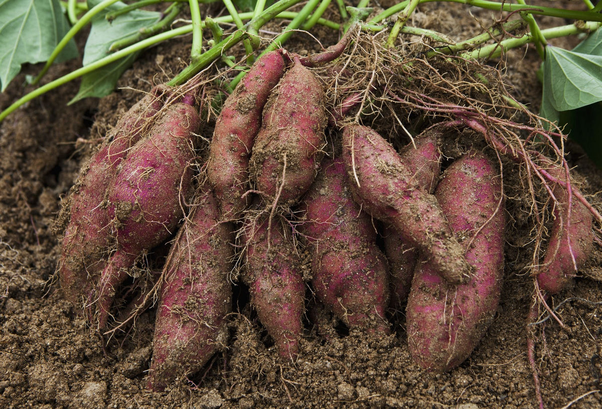 Giant Sweet Potato Ipomoea batatas Vegetable Seeds for Planting in Vegetable Patch