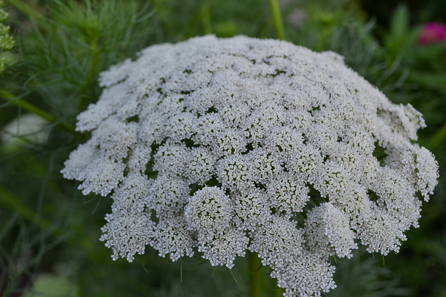 Bishop's Flower Seeds - Green Mist