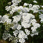 Achillea Love Yarrow Flower seeds for beautiful blooms