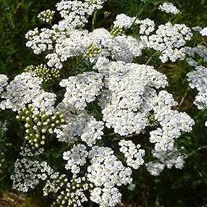 Achillea Love Yarrow Flower seeds for beautiful blooms